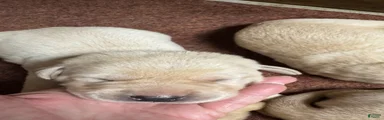 Labrador Retriever 2