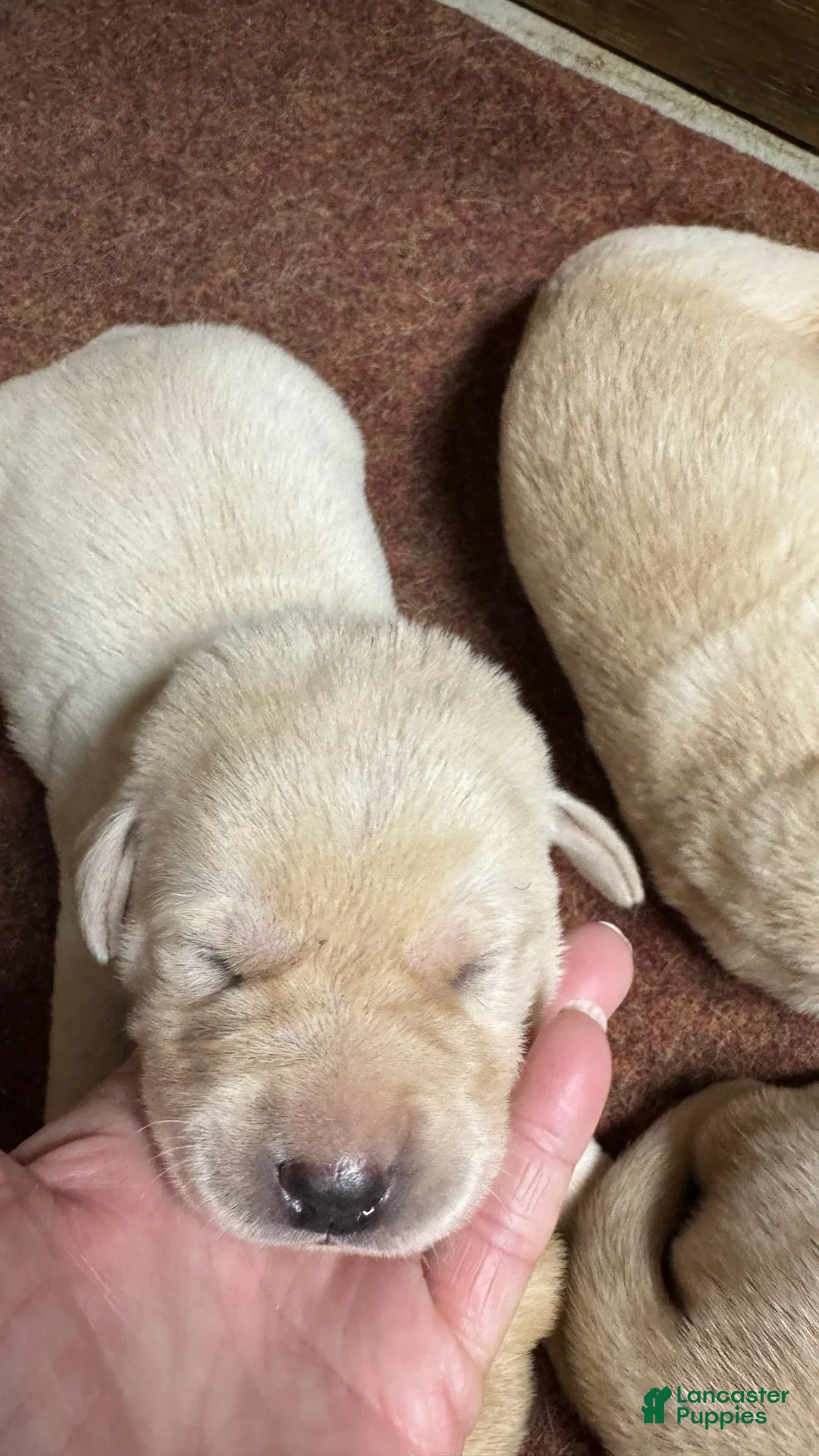 Labrador Retriever dogs for sale: Labrador Retriever 2 - Ad 1