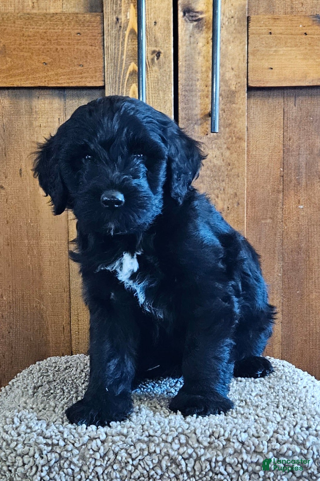 Portuguese Water Dog dogs for sale: Enzo - Ad 2