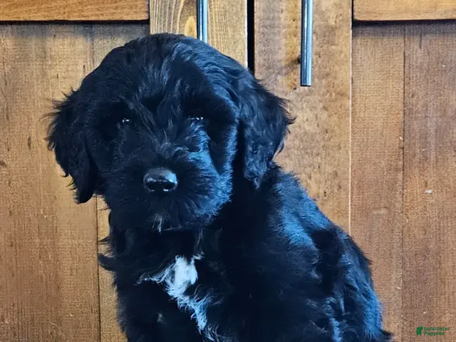 Portuguese Water Dog dogs for sale: Enzo - Ad 2