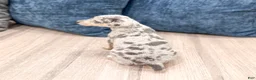 Miniature Pinscher dogs for sale: June - Ad 4