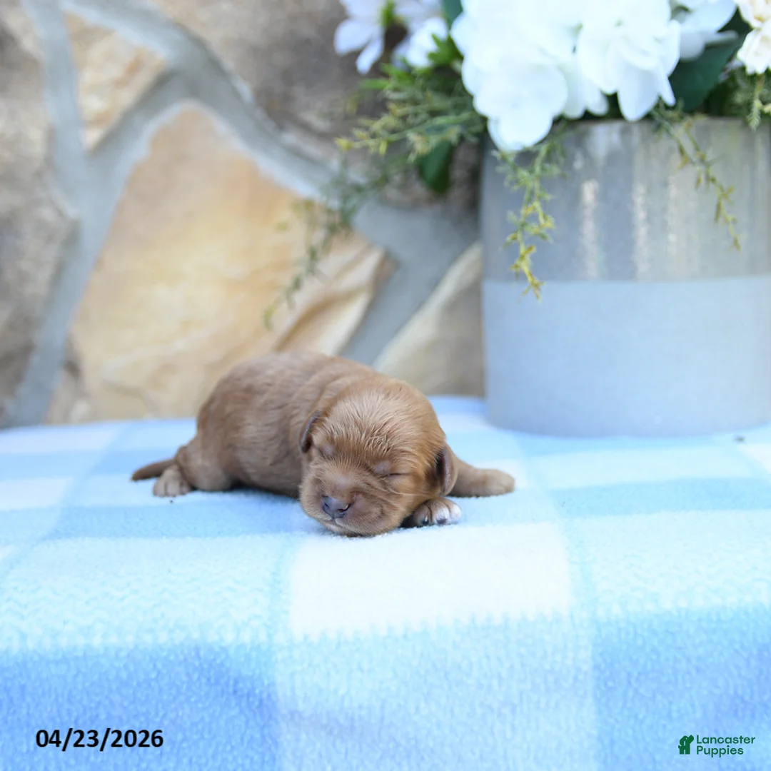 Cavapoo dogs for sale: Franklin - Ad 1