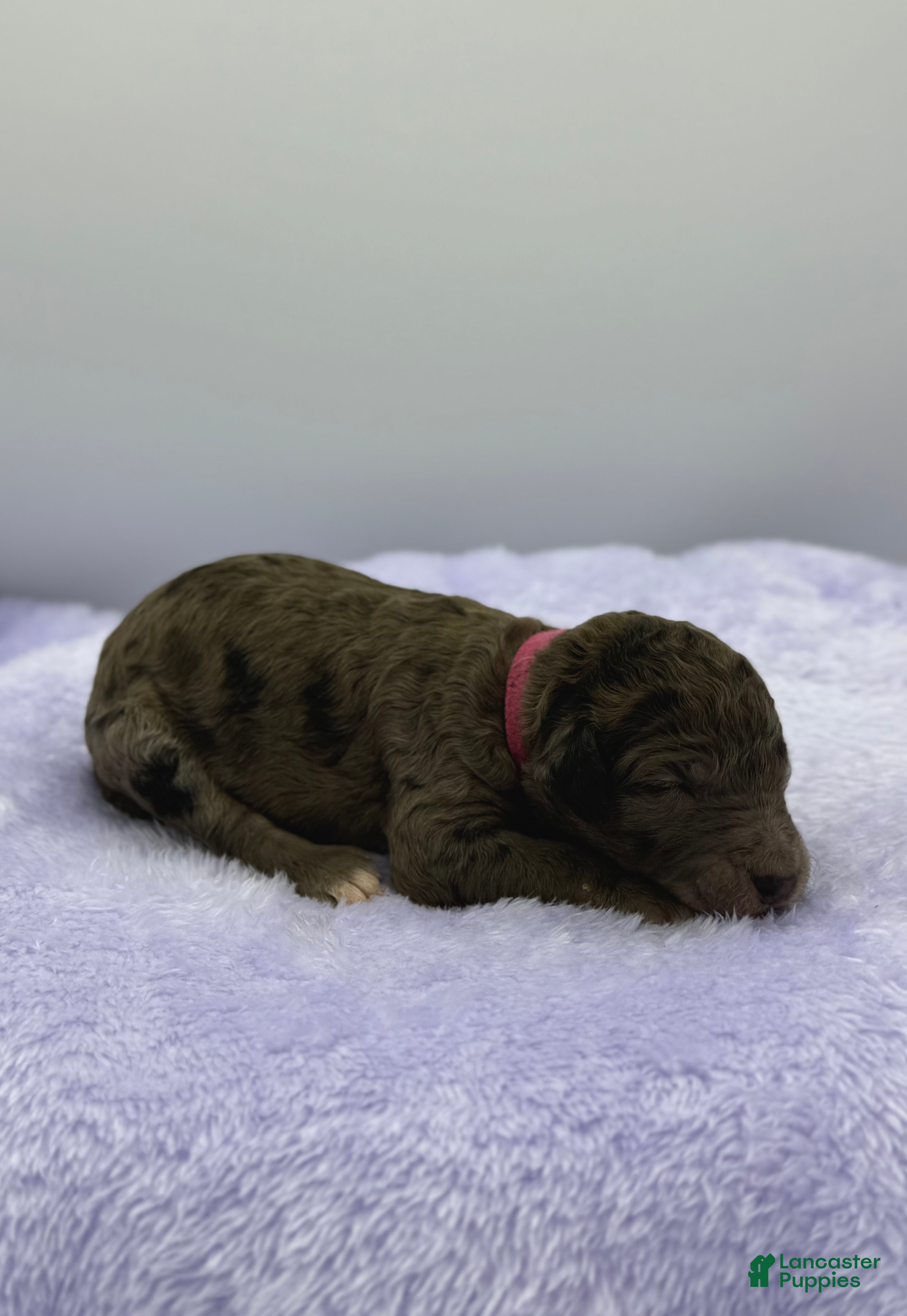 Sheepadoodle dogs Lemon Meringue - Ad 22