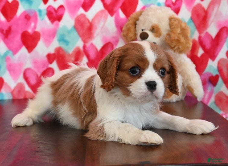 Cavalier King Charles Spaniel dogs for sale: Carrie - Ad 2
