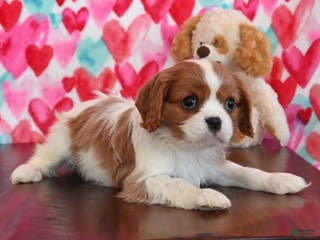 Cavalier King Charles Spaniel dogs for sale: Carrie - Ad 2
