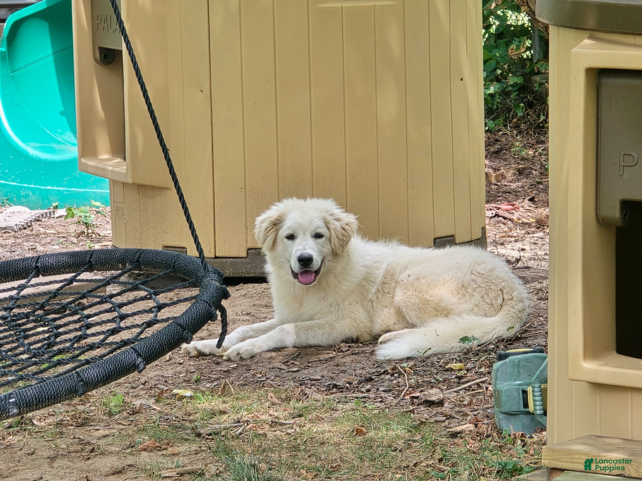 Great Pyrenees dogs Great Pyrenees Female Puppy - Ad 28