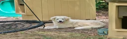 Great Pyrenees dogs for sale: Great Pyrenees Female Puppy - Ad 1