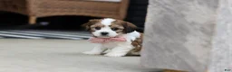 Cavachon dogs for sale: Darla - Ad 2