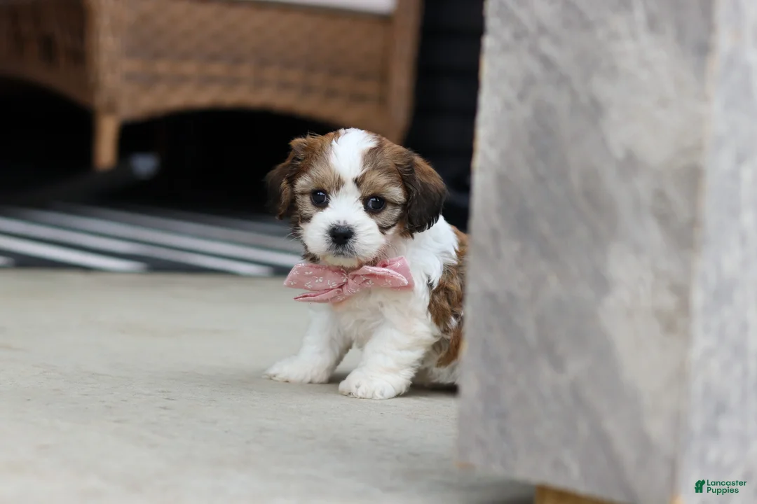 Cavachon dogs for sale: Darla - Ad 2