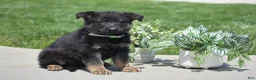 German Shepherd dogs for sale: Hailey - Ad 1