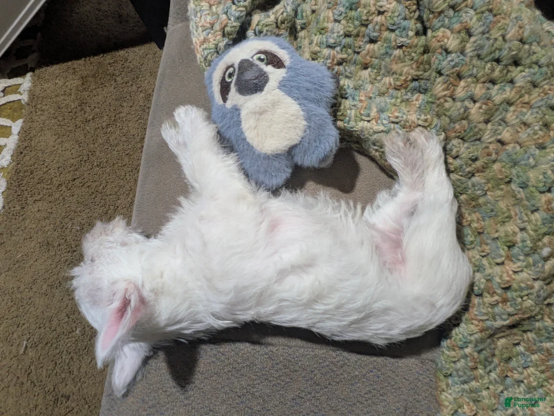 West Highland Terrier dogs for sale: West Highland Terrier Puppy 1 - Ad 4