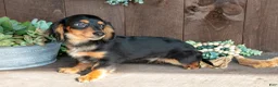 Miniature Dachshund dogs for sale: Dino - Ad 3