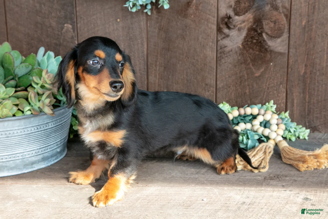 Miniature Dachshund dogs for sale: Dino - Ad 3