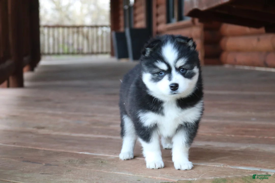 Alaskan Klee Kai dogs for sale: Bella - Ad 1