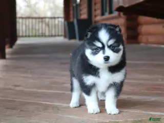 Alaskan Klee Kai dogs for sale: Bella - Ad 3