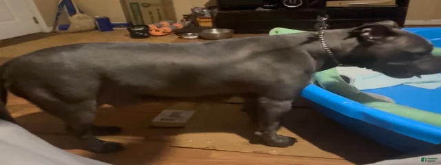 Cho