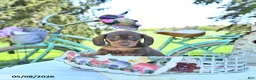 Miniature Dachshund dogs for sale: Mickey - Ad 2