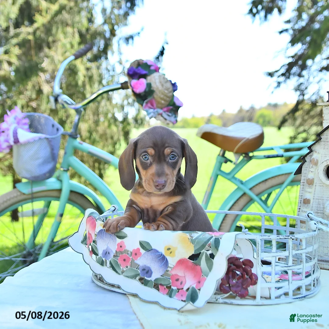 Miniature Dachshund dogs for sale: Mickey - Ad 2