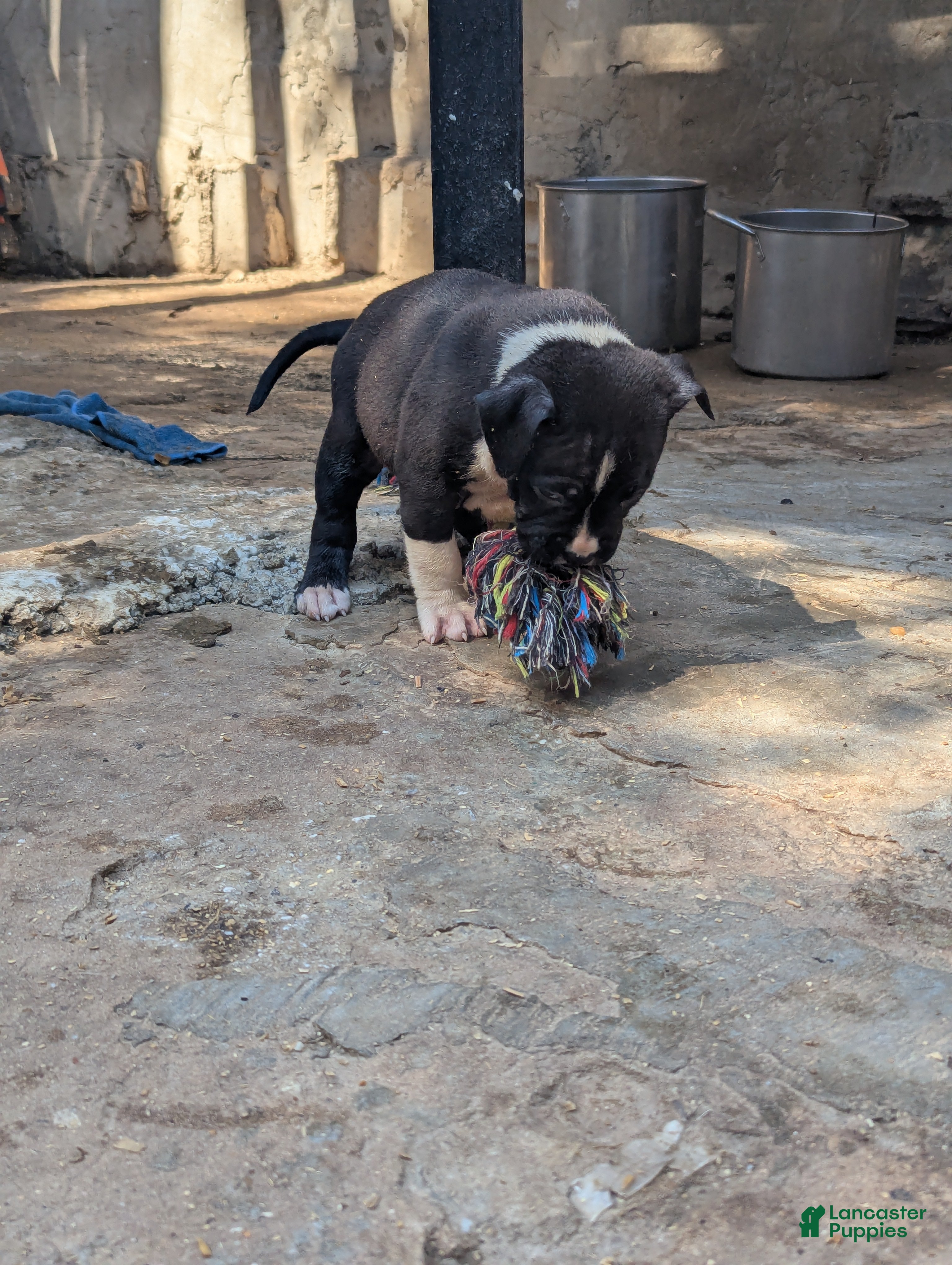 American Bully dogs Jet - Ad 1