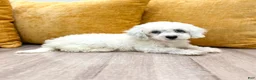 Miniature Poodle dogs for sale: Molly - Ad 3
