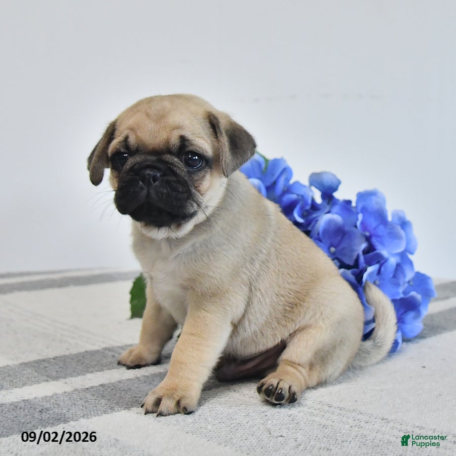 Pug dogs Magnus - Ad 1