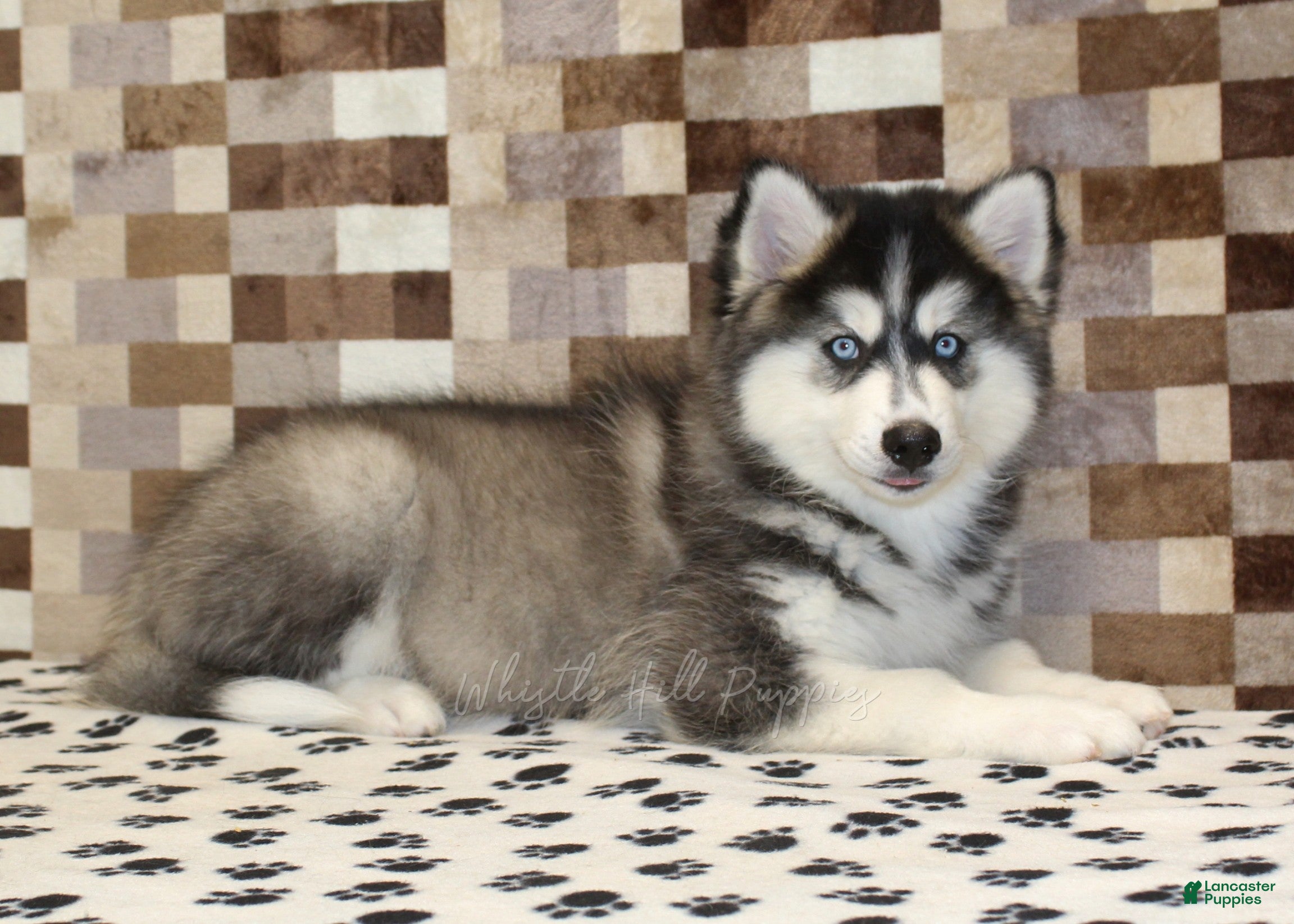 Pomsky dogs Waldo - Ad 2