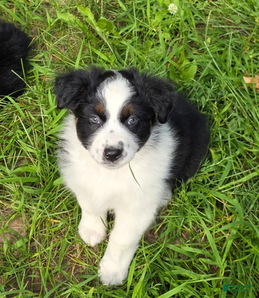 Australian Shepherd dogs Australian Shepherd Female 1 - Ad 1