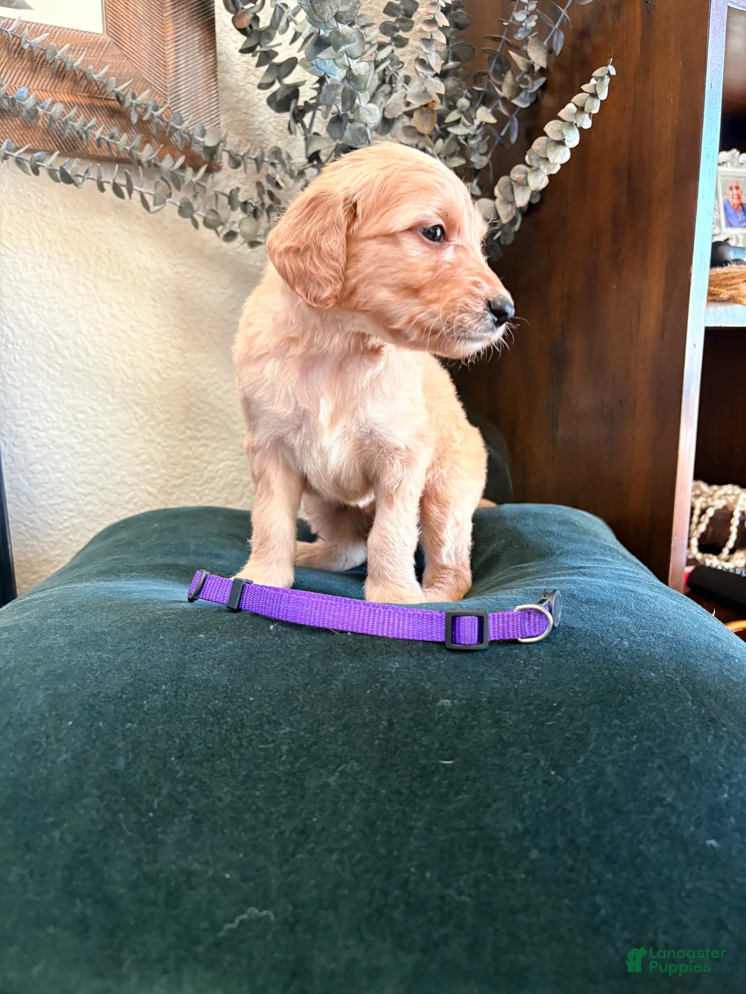 Goldendoodle dogs for sale: Poppy - Ad 2