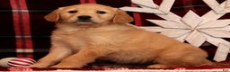 Golden Retriever dogs for sale: Noel - Ad 5
