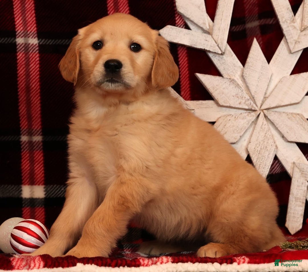 Golden Retriever dogs for sale: Noel - Ad 5