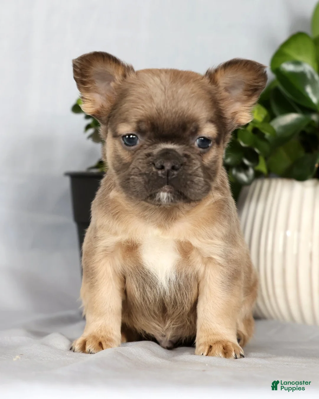 French Bulldog dogs for sale: Nick - Ad 5