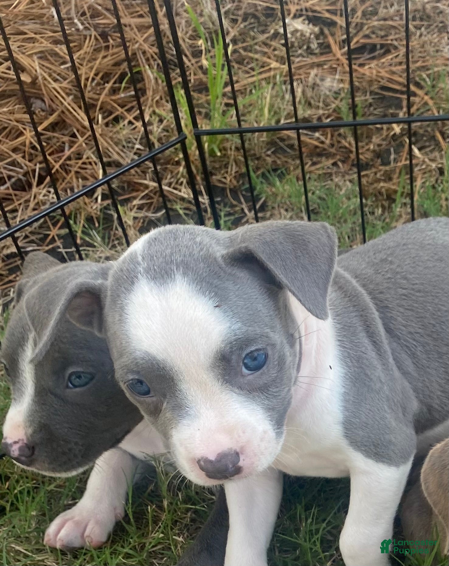 Mixed Breed dogs Mixed Breed 3 - Ad 3