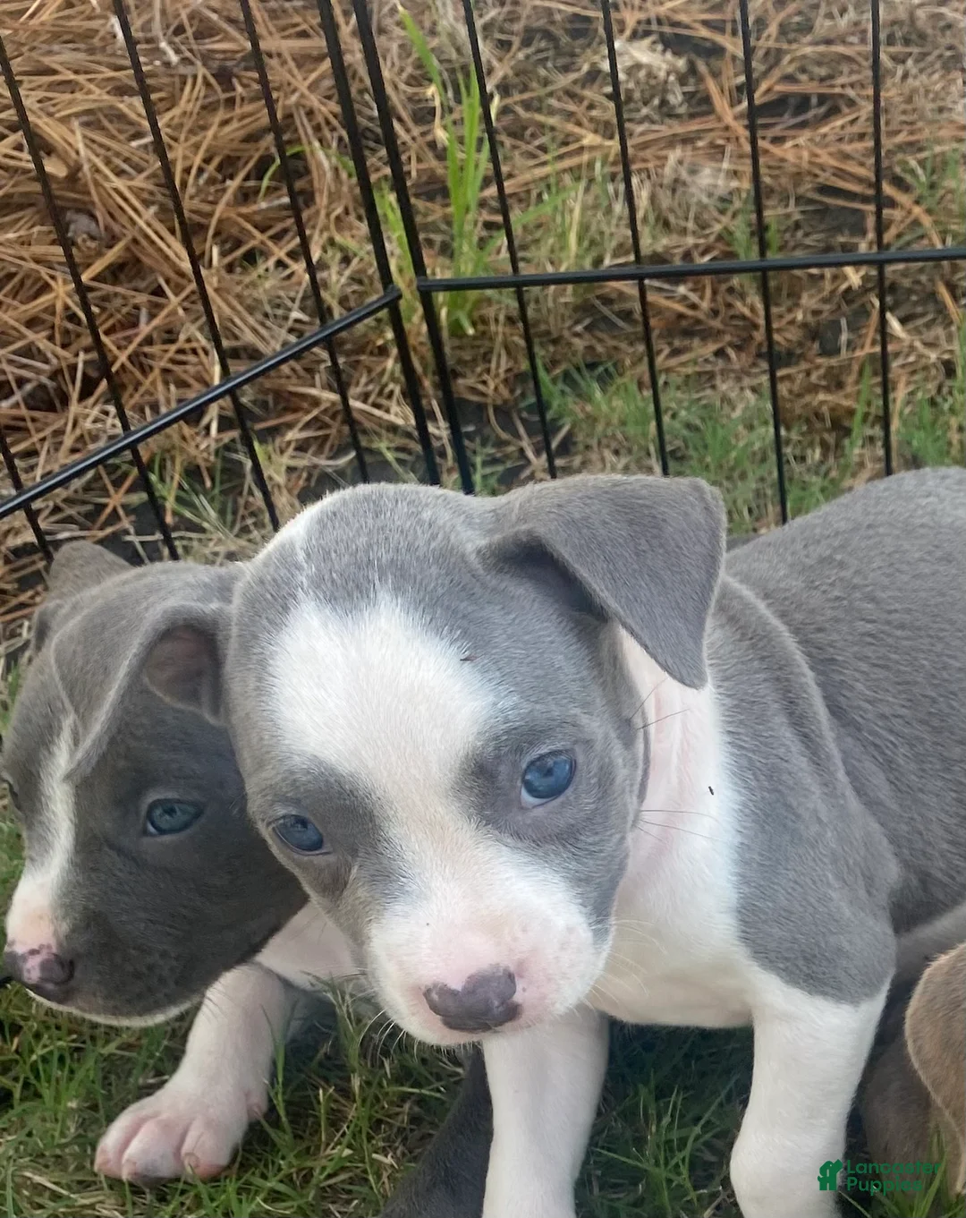 Mixed Breed dogs for sale: Mixed Breed 3 - Ad 1