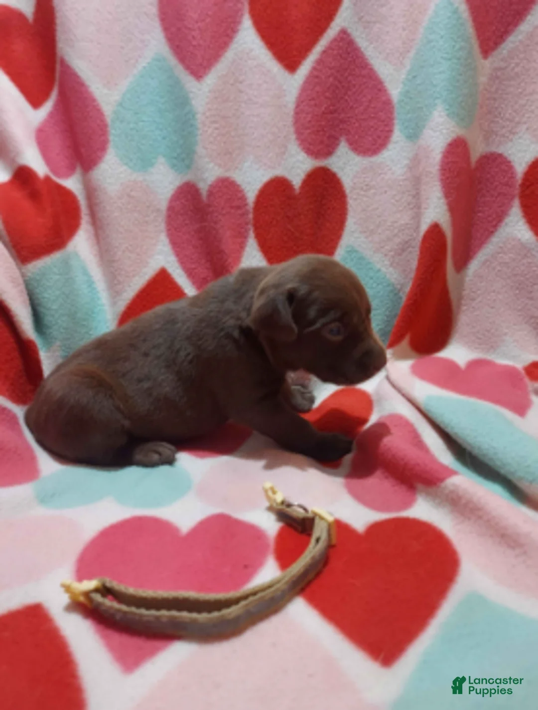 Labrador Retriever dogs for sale: Galaxy - Ad 2