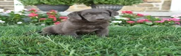 Labrador Retriever dogs for sale: Max - Ad 1