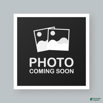 French Bulldog dogs Blue big rope female  - Ad 29