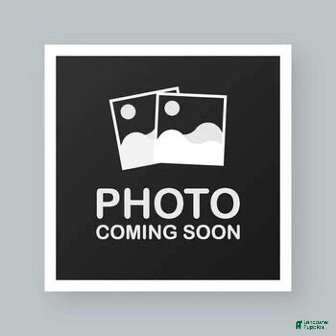 French Bulldog dogs for sale: Blue big rope female  - Ad 1