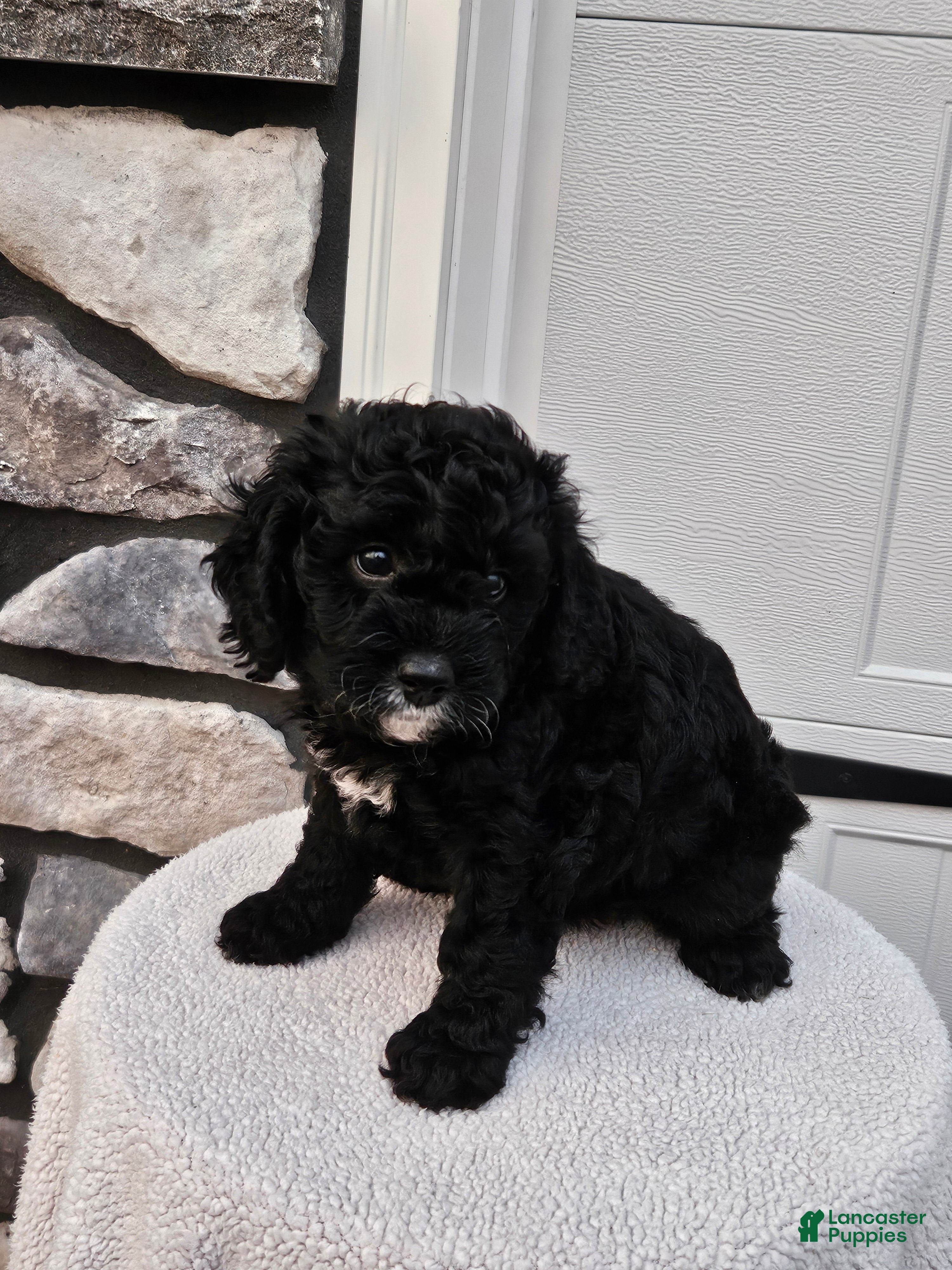Mini Bernedoodle dogs for sale: Courtney - Ad 3