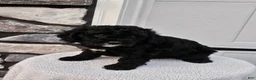 Mini Bernedoodle dogs for sale: Courtney - Ad 1