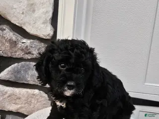 Mini Bernedoodle dogs for sale: Courtney - Ad 3