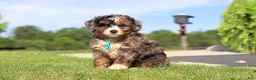 Mini Bernedoodle dogs for sale: Nacho - Ad 5