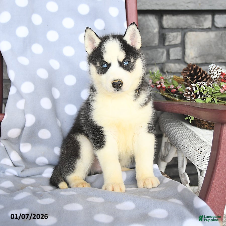 Siberian Husky dogs Axel - Ad 1