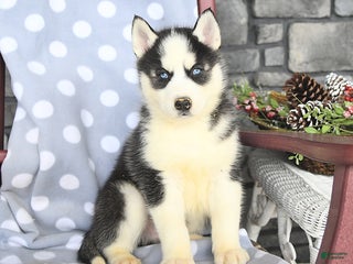 Siberian Husky dogs Axel - Ad 3