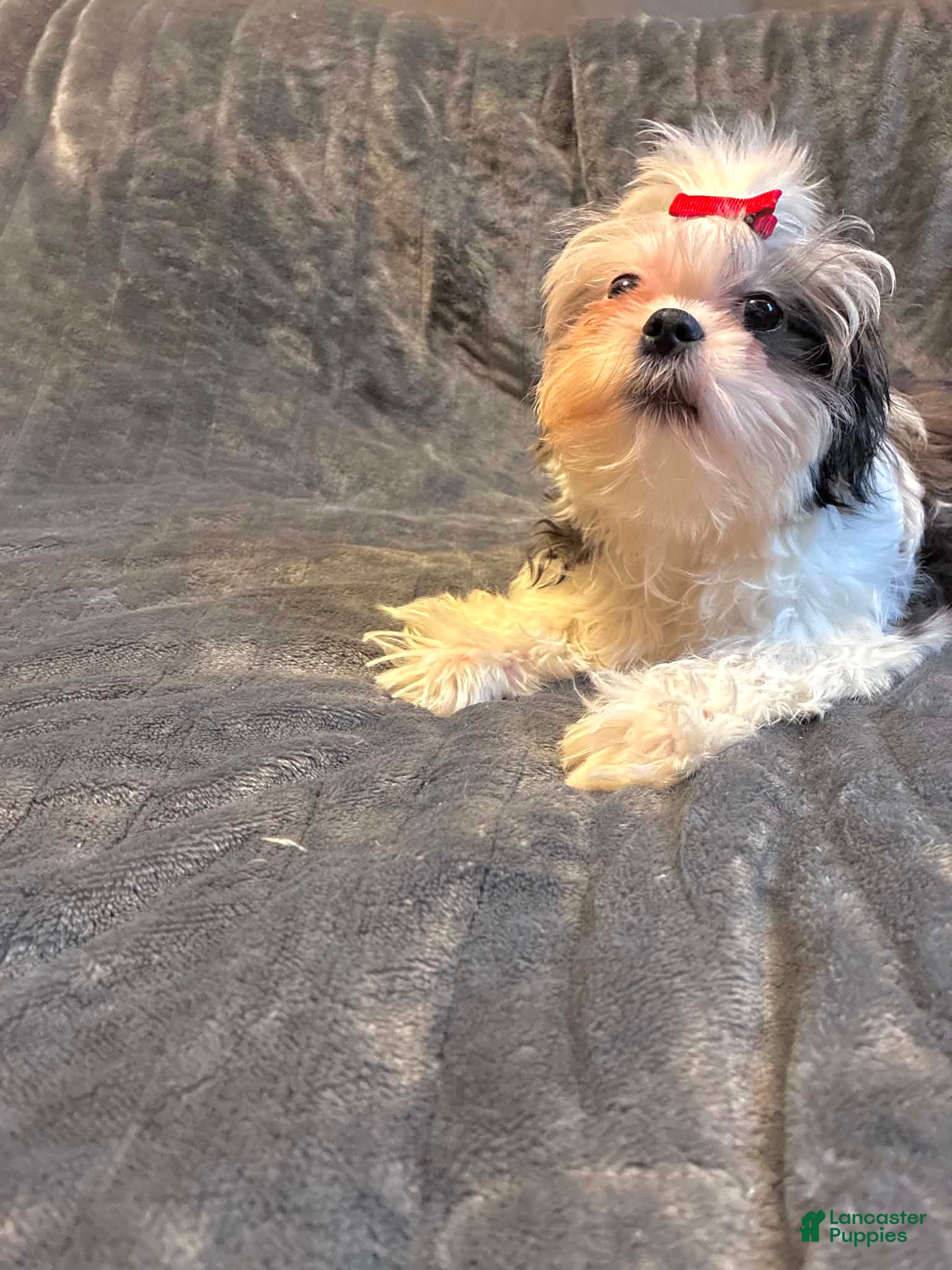 Shih Tzu dogs Princess  - Ad 2