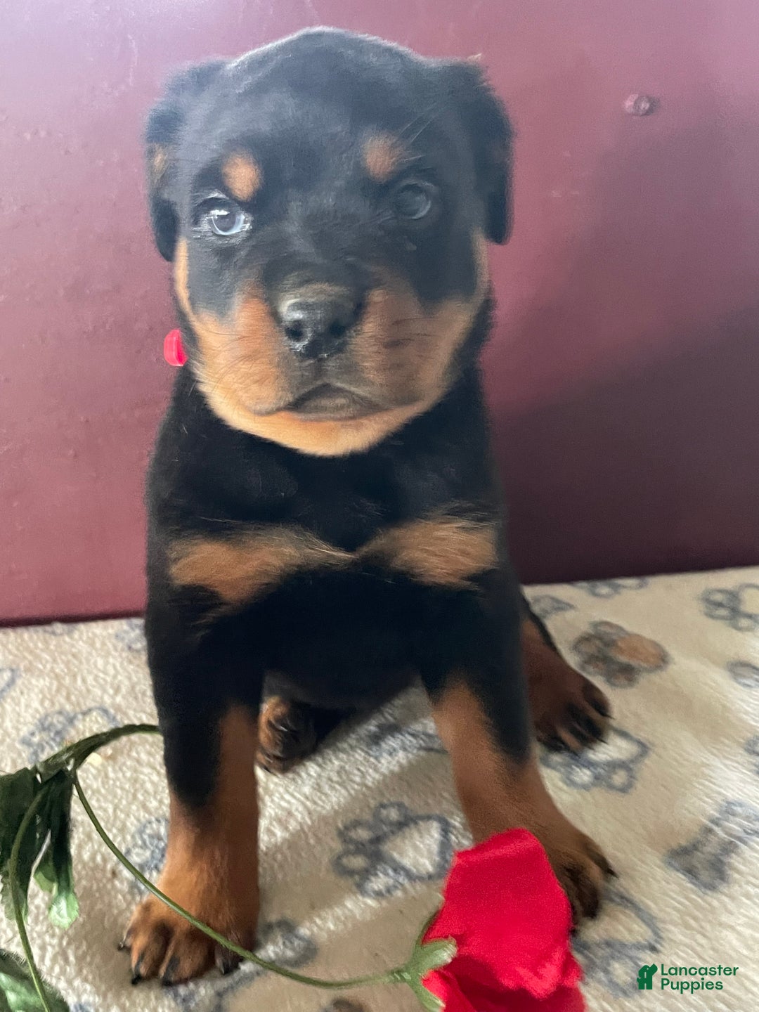 Rottweiler dogs for sale: Layla - Ad 1