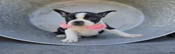 Boston Terrier dogs for sale: Dixie - Ad 6