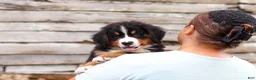 Bernese Mountain Dog dogs for sale: Bobby - Ad 7