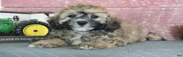 Bichpoo dogs for sale: Mark - Ad 4