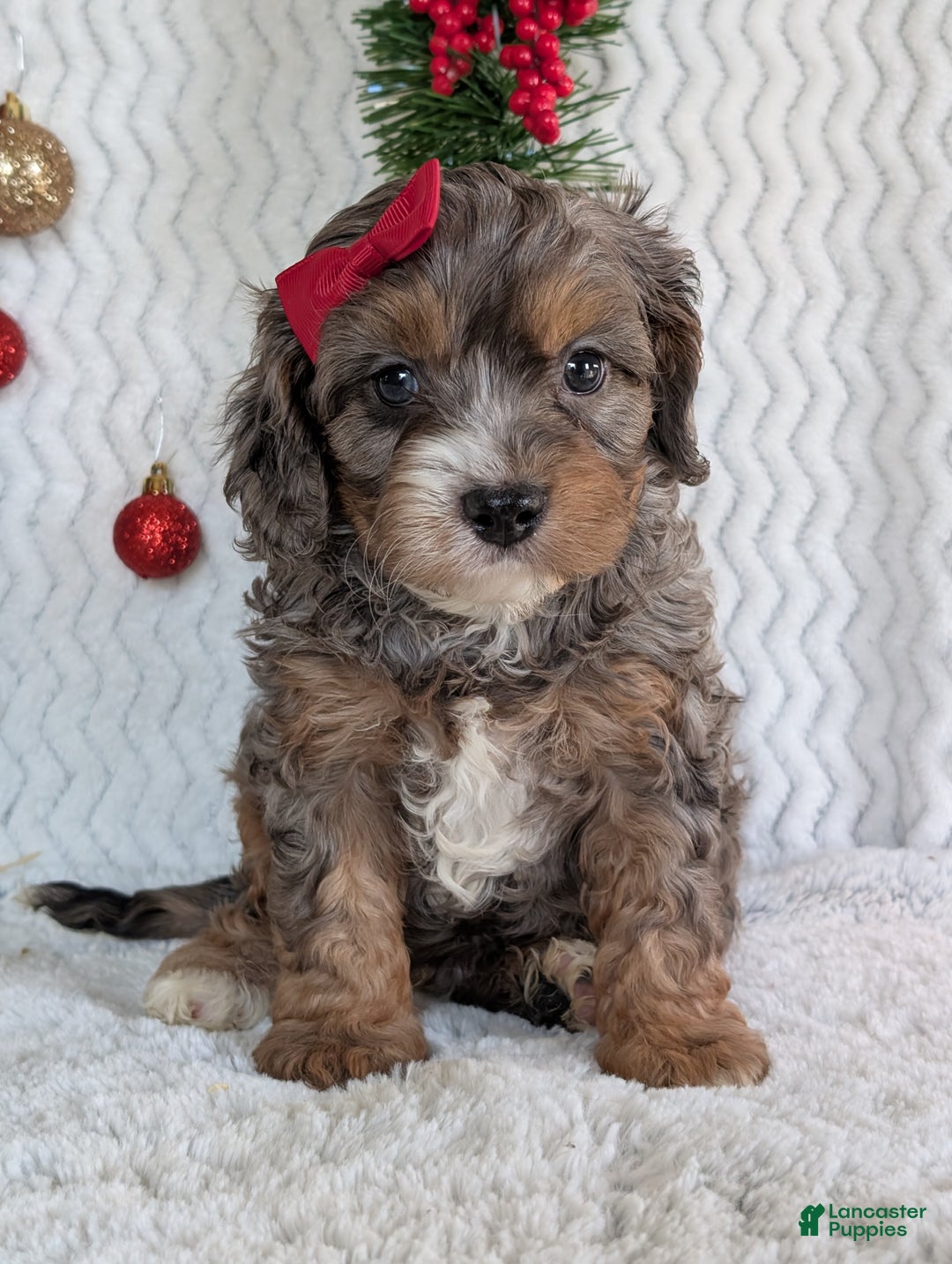 Cavapoo dogs for sale: Asher - Ad 11
