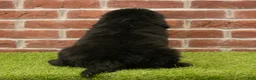 Newfoundland dogs for sale: Candy - Ad 5